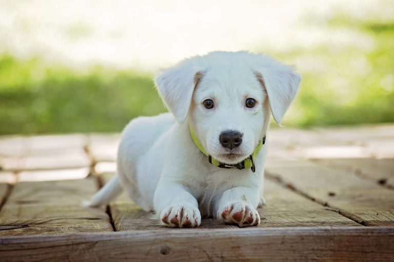 Collier électrique anti-aboiement pour chien : Solution efficace pour arrêter les aboiements