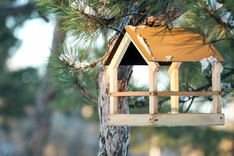 Comment construire une cabane pour les oiseaux ?