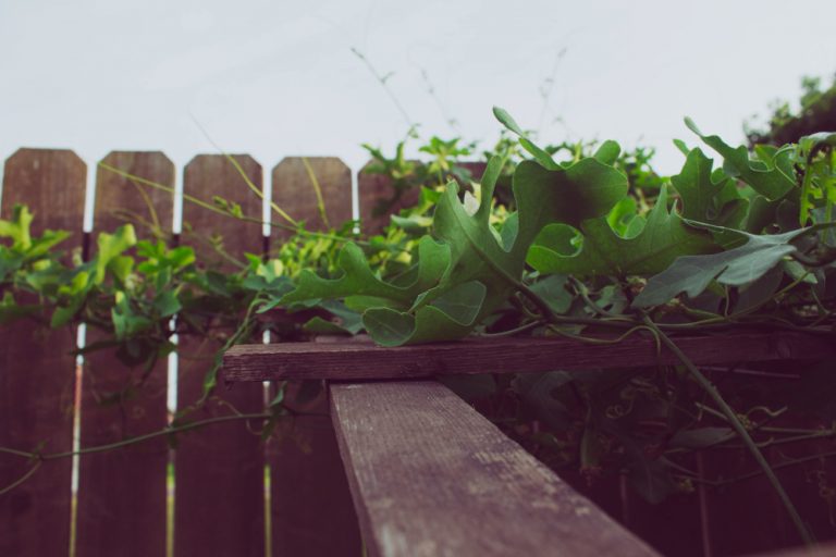Comment créer un jardin potager sur votre balcon ?