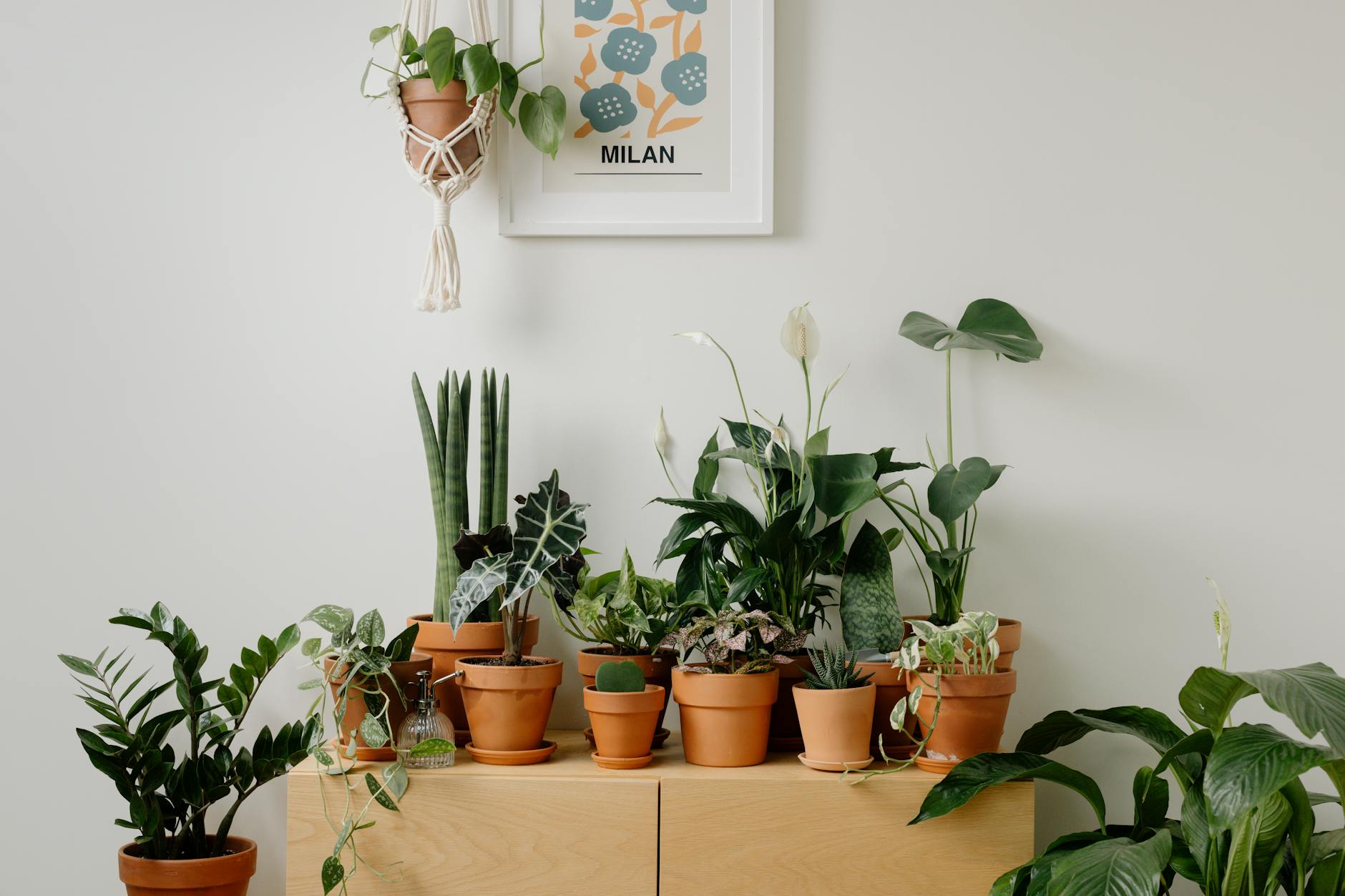 Plantes d'interieur : 5 regles pour ne pas les tuer
