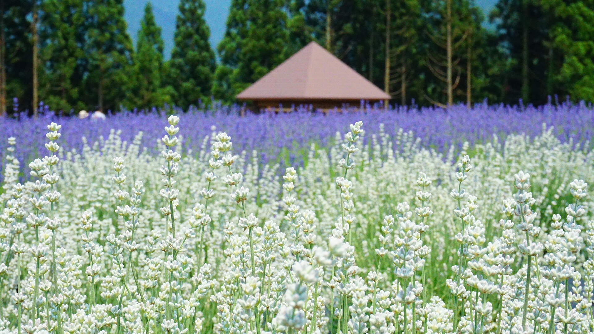 Comment faire pour bouturer la lavande facilement ?